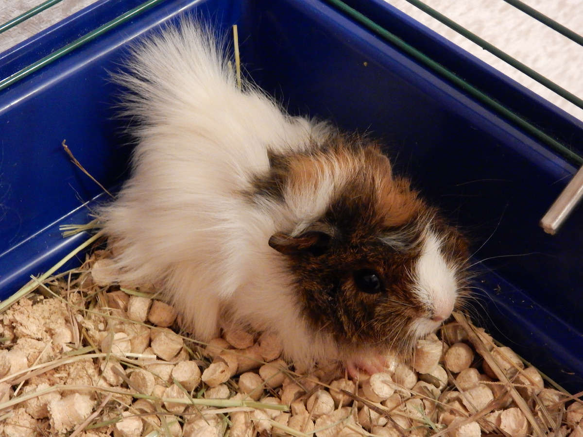 Маленькая Нюша