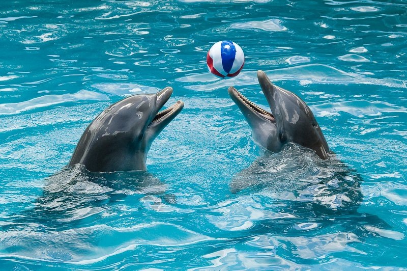 Изображение взято из сободного источника информации - сети Интеренет