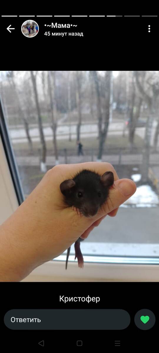 Только мы его переименовали на Кенди