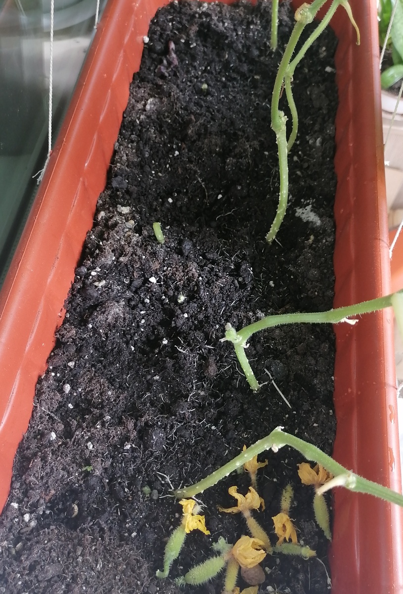 По пять в два ряда.