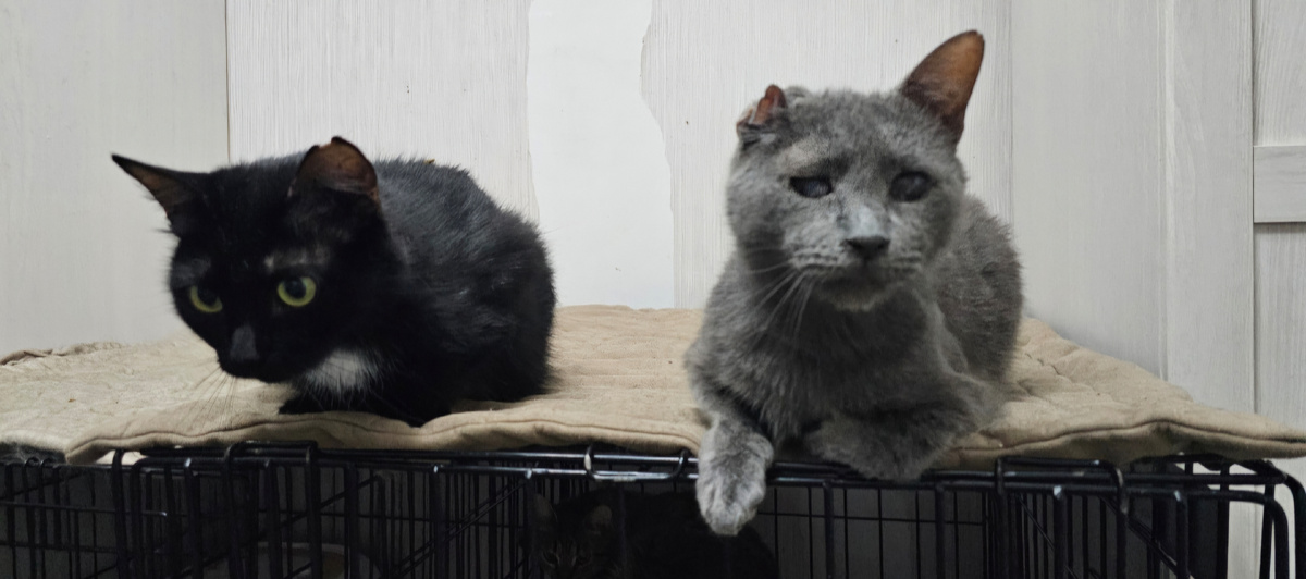 Котики приюта: Изюм и Серега