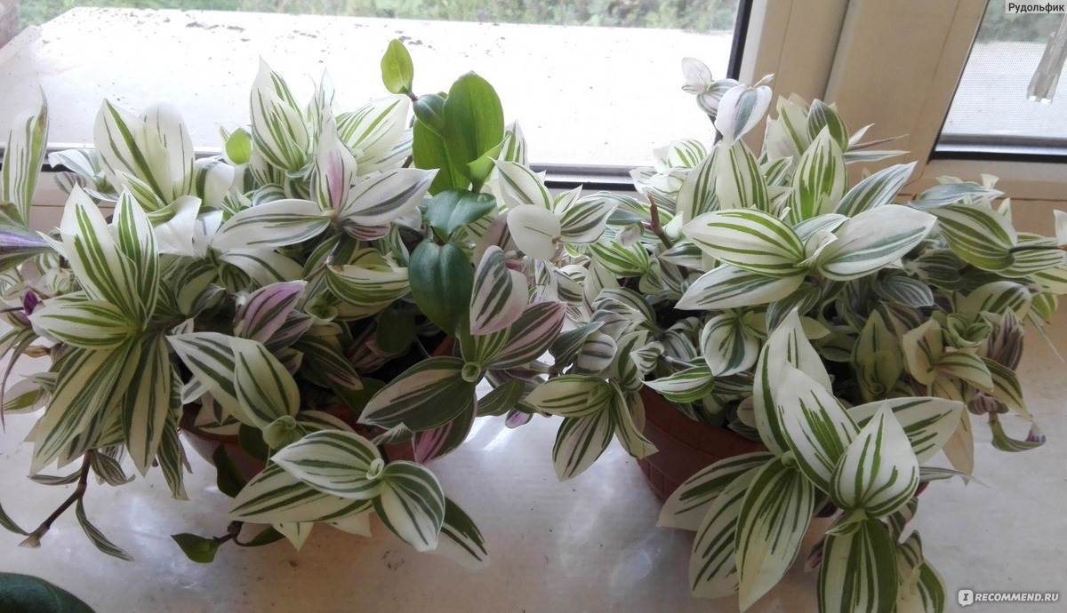 Традесканция белоцветковая Albovittata