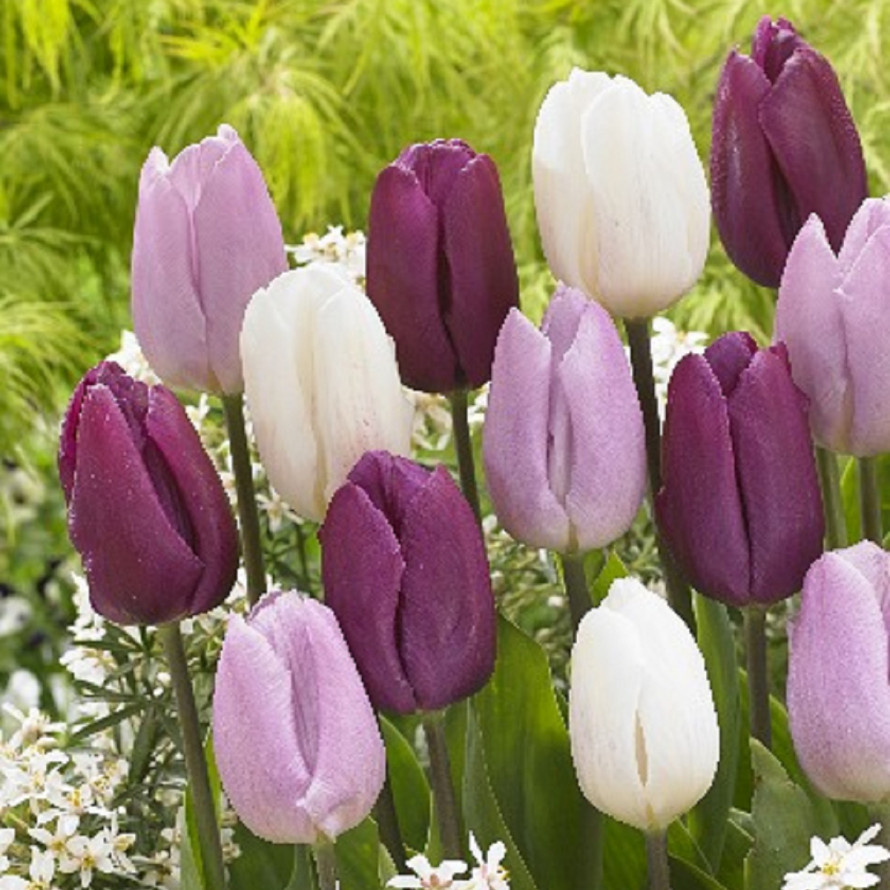 Из принцев расчитываю в будующем получить вот такой микс. Картинка из открытых источников.