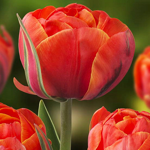 Фото из открытых источников. Кунсдей.