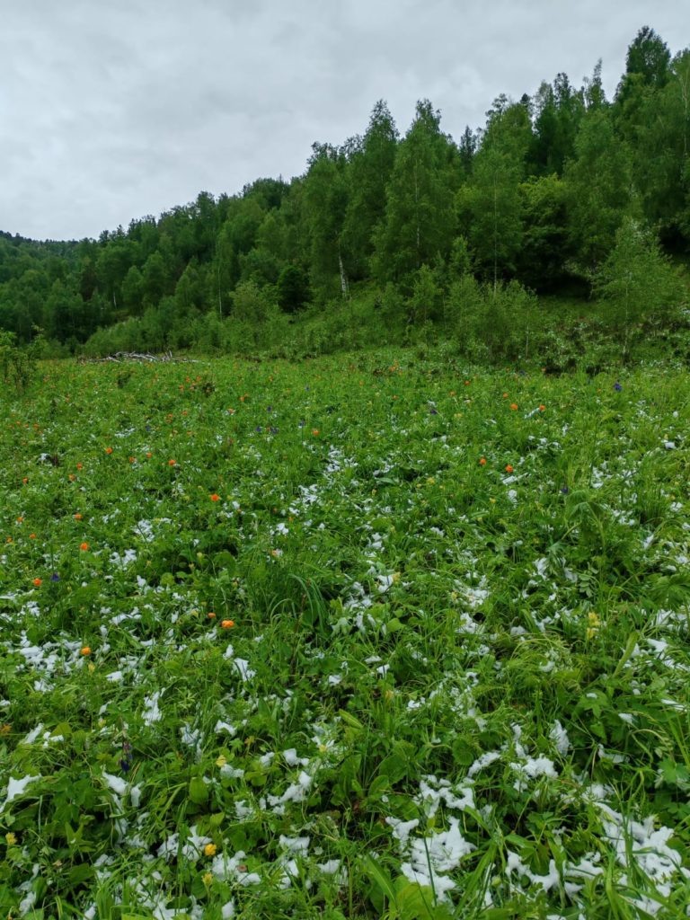    Не смотря на происки погоды в виде летнего снега, огоньки уже начинают цвести   
с. Толгоёк, Чемальский район, 28 мая 2025 admin