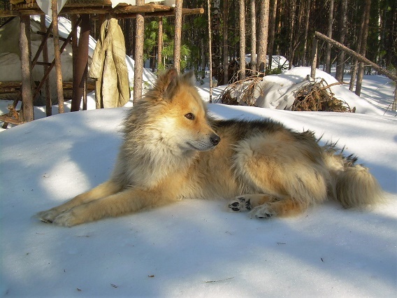 Фотографии Татьяны Немшановой. Май месяц в тайге. Дружок- сибирская лайка. Наст. Таёжный лес северный.  На весеннем солнышке. Западная Сибирь, Приполярный Урал, Зауралье, Тайга Крайнего Севера, ХМАО Югра.