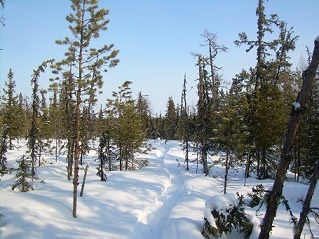 Фотографии Татьяны Немшановой. Май месяц в тайге. Майская лыжня. В мае в тайге Крайнего Севера Западной Сибири ХМАО Югра порой невозможно обойтись без лыж. Сосна, кедр. Тайга Крайнего Севера Западной Сибири. Весна в тайге.