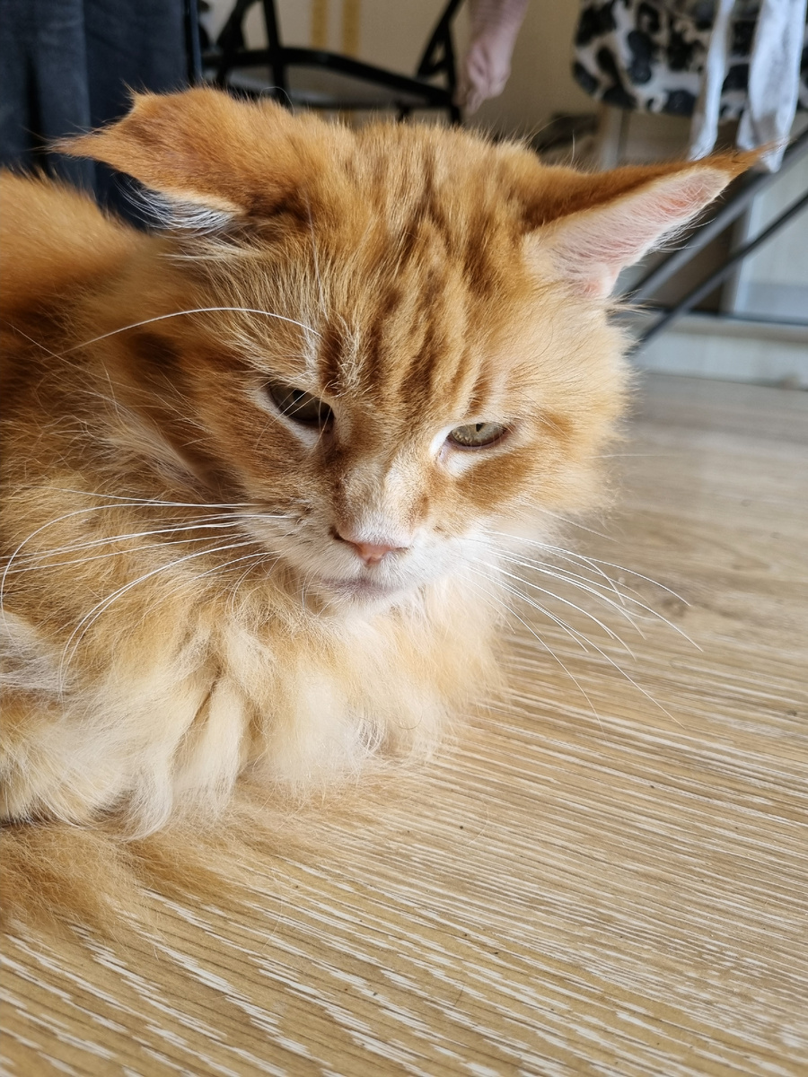 Вот такое ухо было