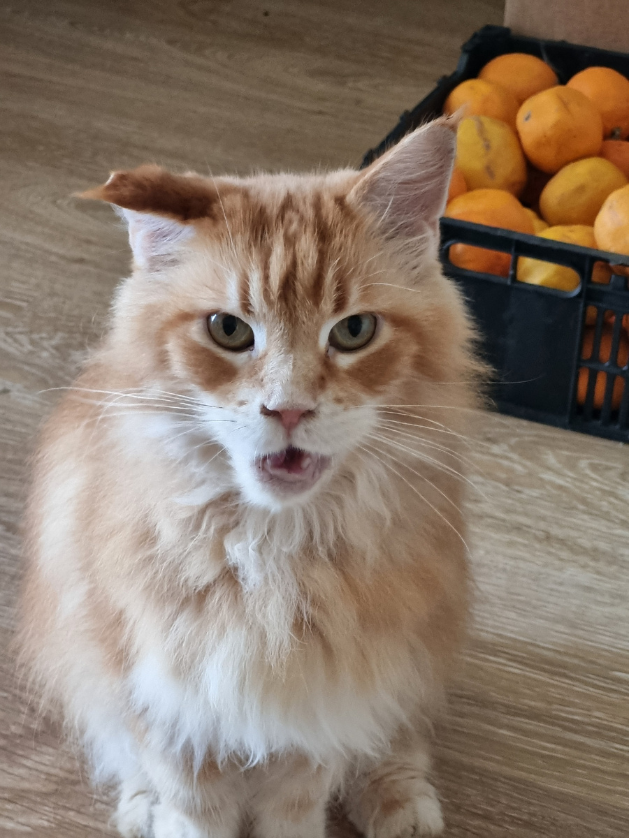 Возмущается на нас, высказывает свое мнение о наших осмотрах