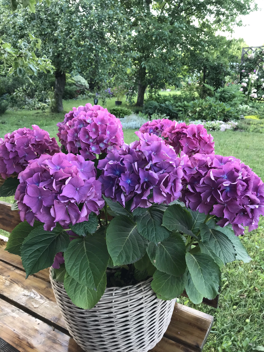 После полива электролитом