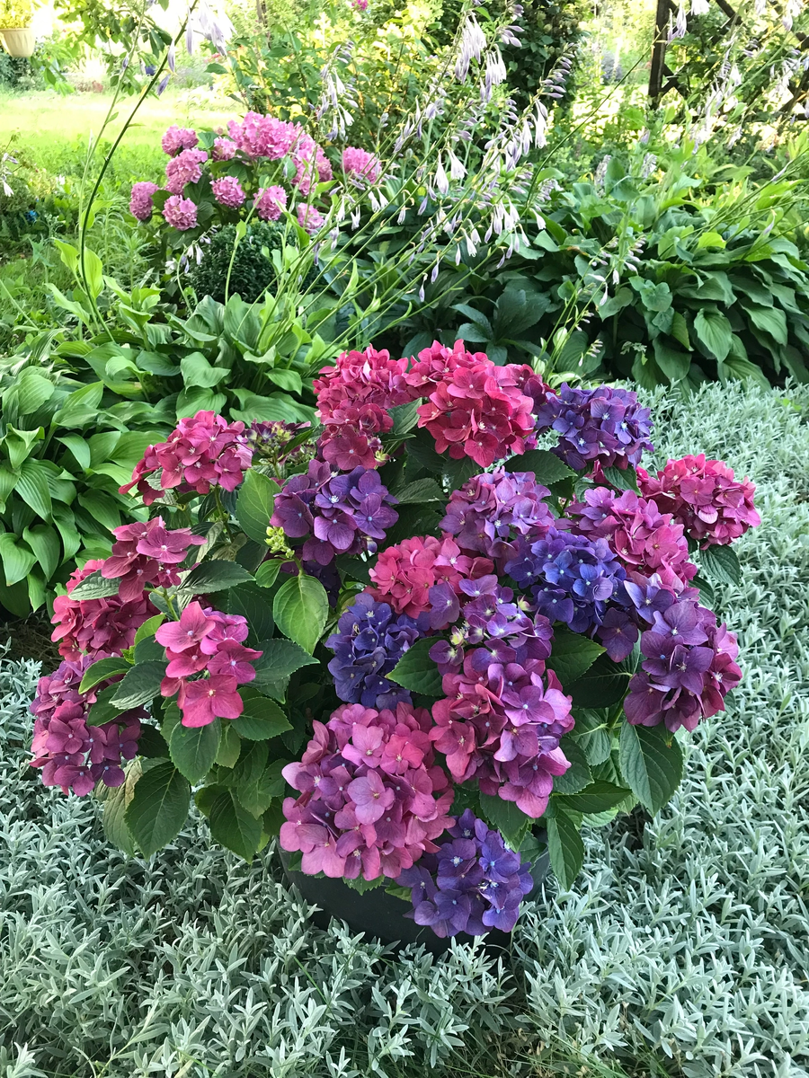 Результат полива электролитом