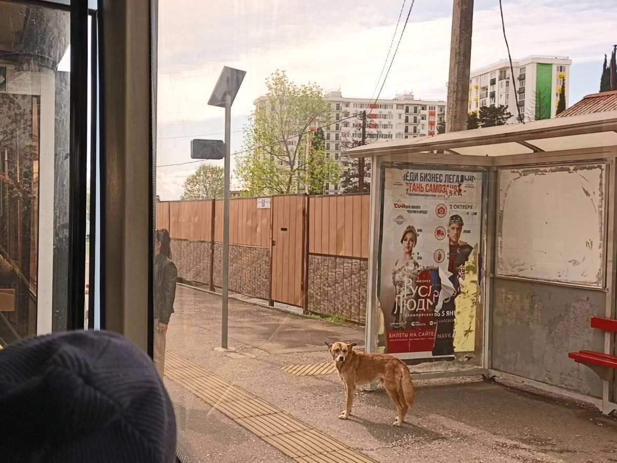 Автобусная остановку "Псоу" на улице Таврическая в Сириусе