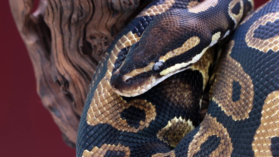    Фото: freepik.com