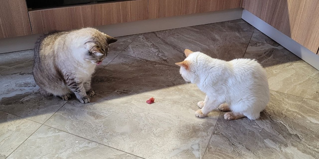 Трагедь в 2-х актах со счастливым концом