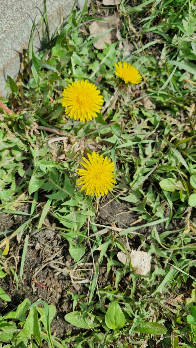 Первые цветочки