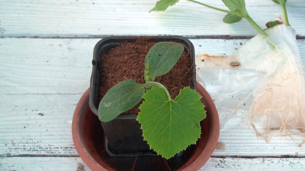 Самый ранний и очень урожайный кабачок. Сажаю его каждый год. Фото автора