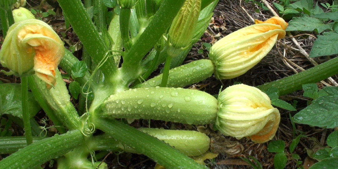 Кабачки: Самый ранний и очень урожайный сорт. Сажаю его каждый год