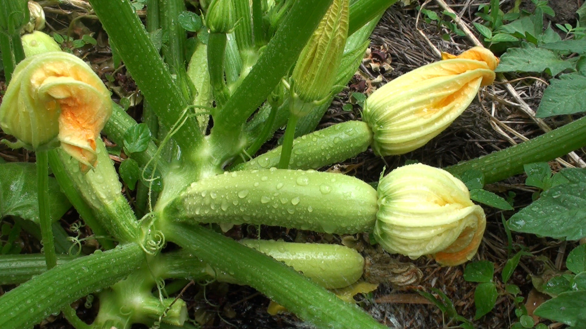 Сегодня хочу рассказать вам о моем самом любимом сорте кабачков — «Кавили». Фото автора