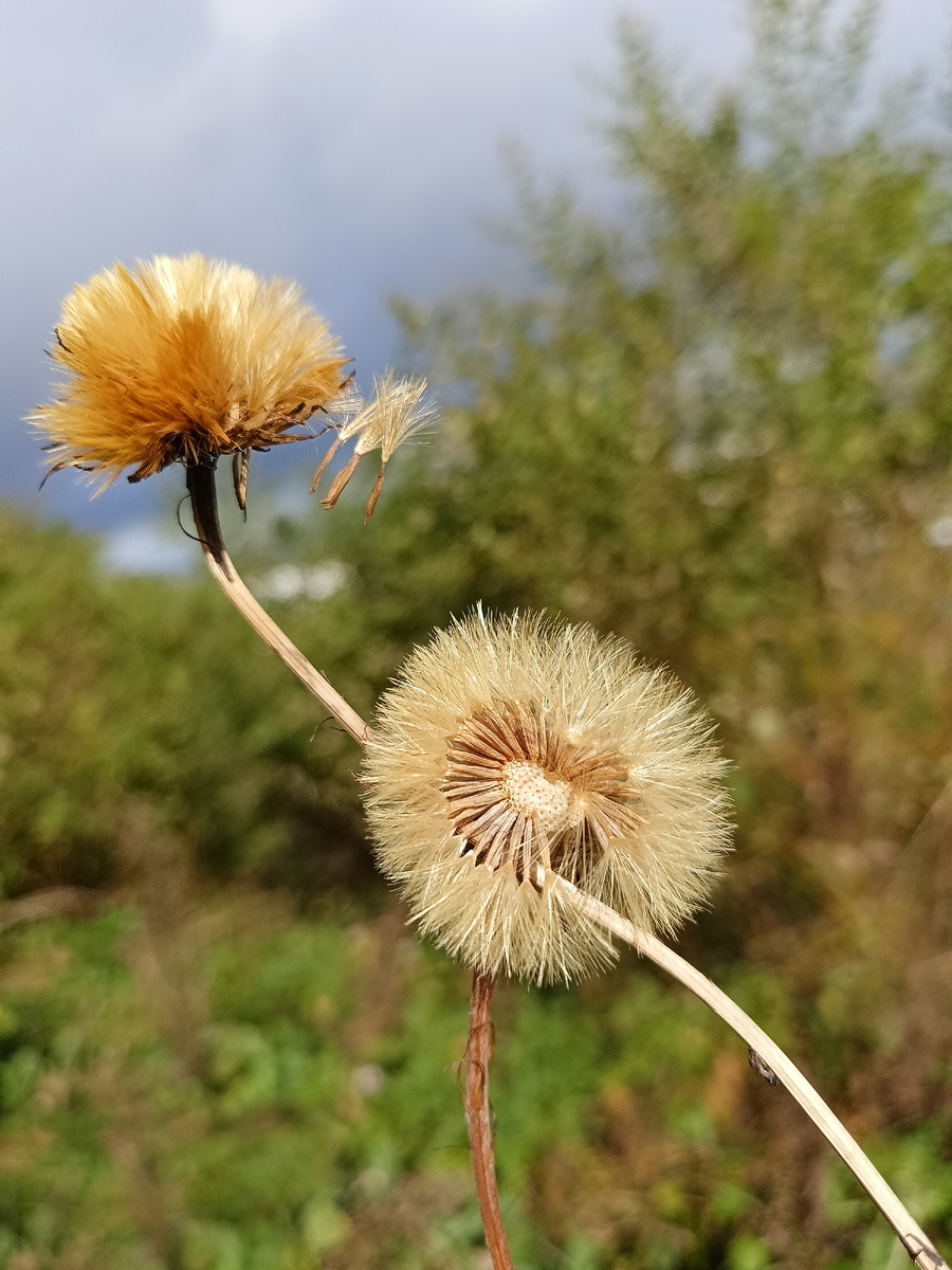 Шары на тонких ножках — лейбниция с семенами-парашютиками. Напоминает одуванчик. 