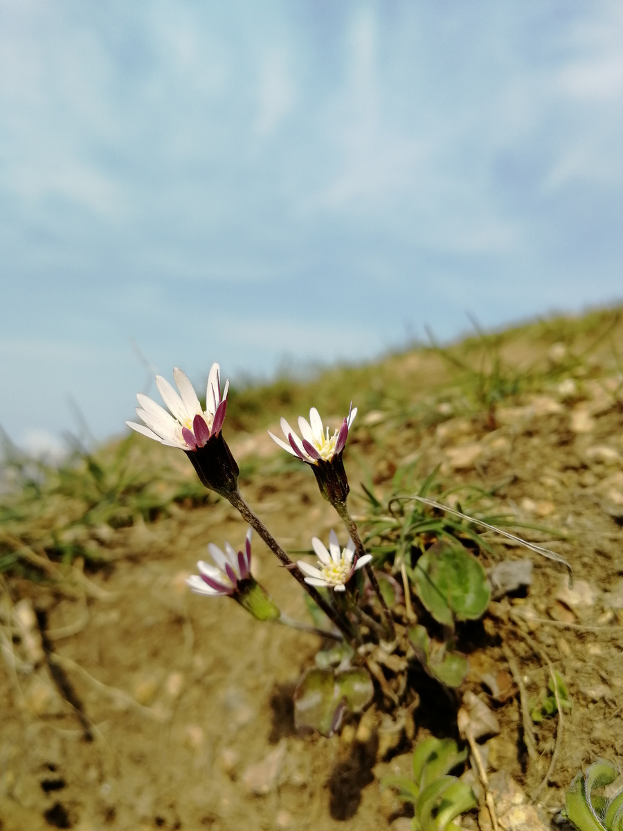 Лейбниция бестычинковая в мае. 