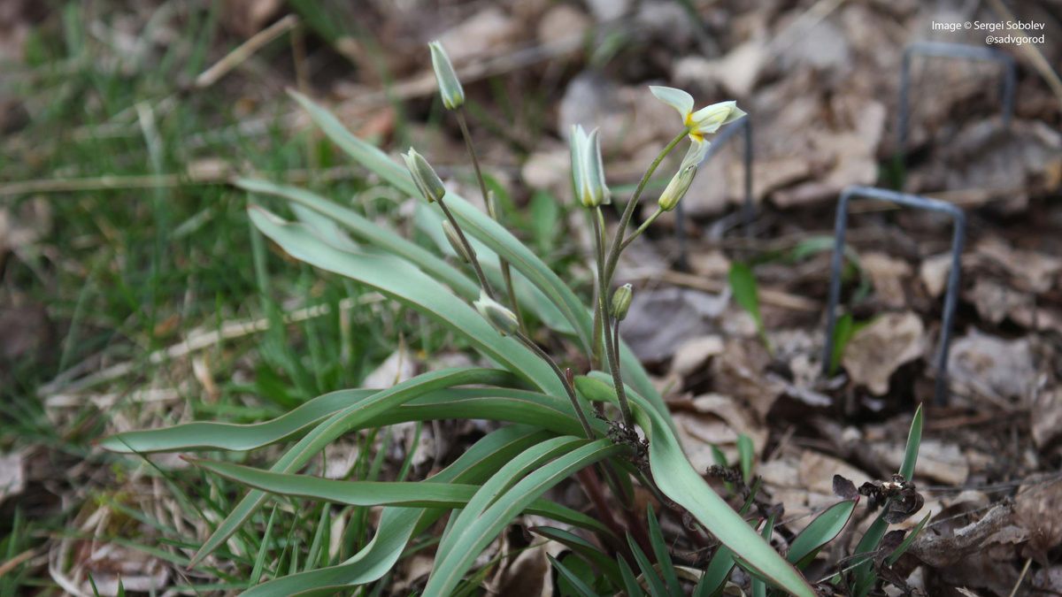 Готовые распуститься Тюльпаны туркестанские (Tulipa turkestanica).