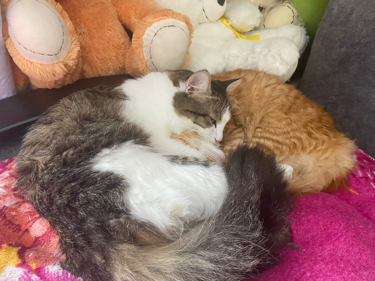 хотел чтобы было тепло, как этим котятам 😍