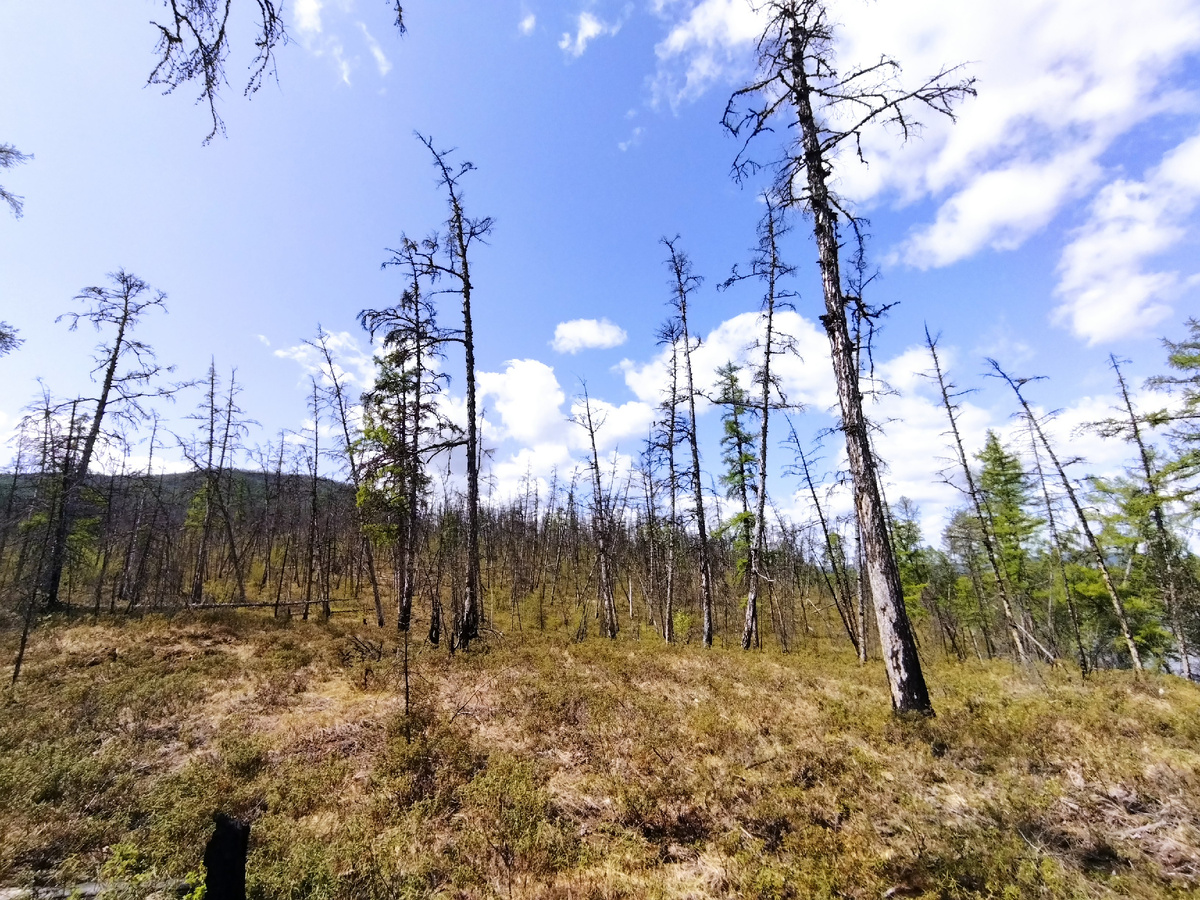 Чахлая тайга из лиственницы Среднесибирского плоскогорья. Нижняя Тунгуска.
