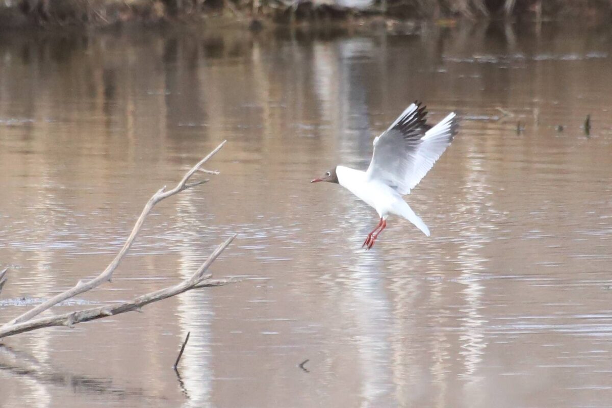 Озерная чайка на Кизическом болоте в Казани. Фото из личного архива Игоря Анфиногентова