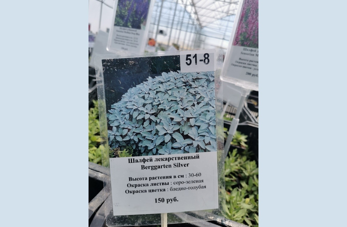 Описание сорта в питомнике