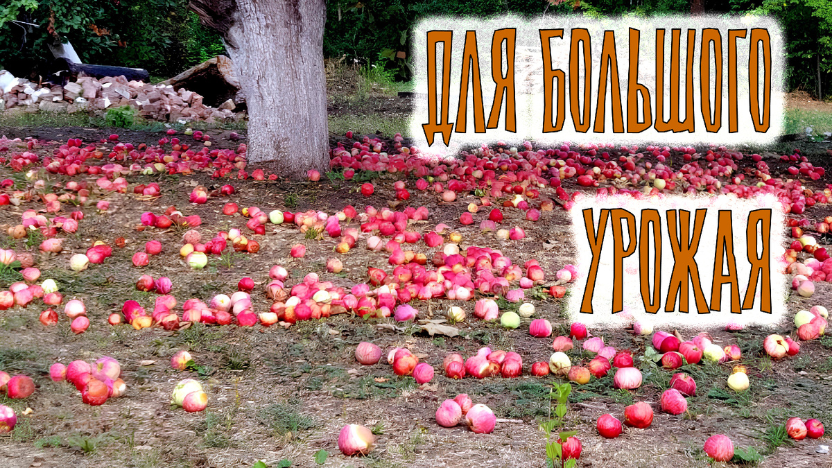 Полезные советы для получения Большого урожая