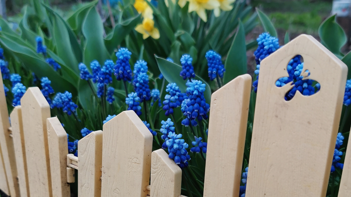 фото цветника на даче из личного архива