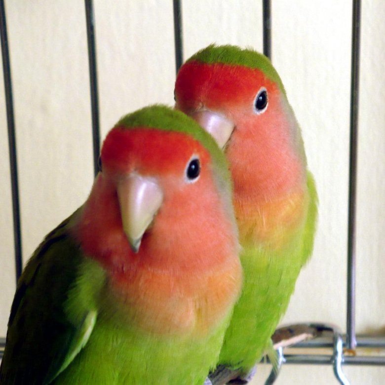 Фото из интернета 