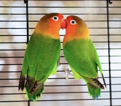 Фото из интернета 