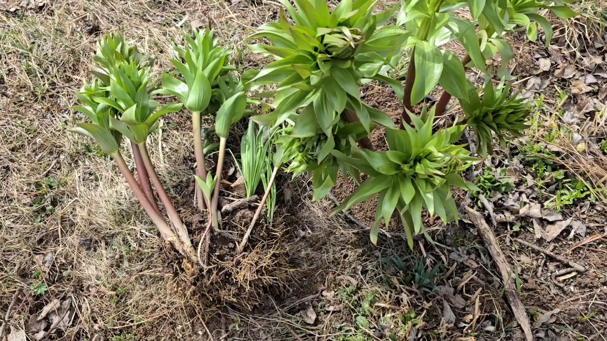Выкапываю рябчики перед морозной ночью