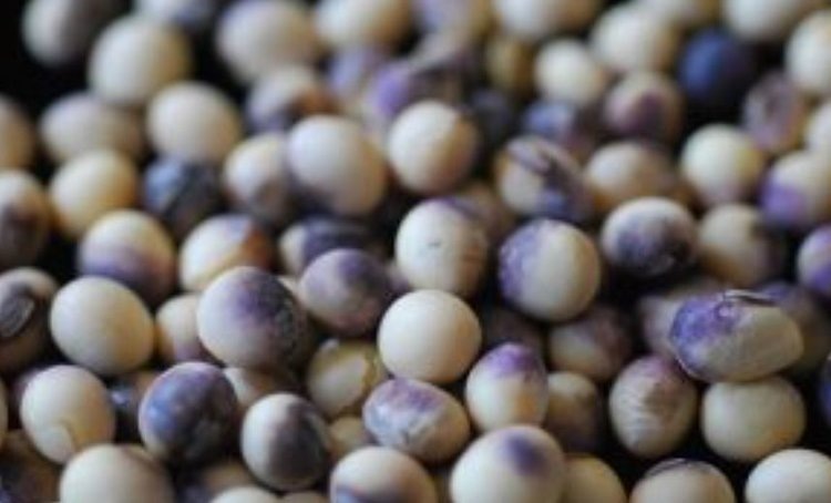    Пурпурный церкоспороз сои - как выглядит и чем опасен