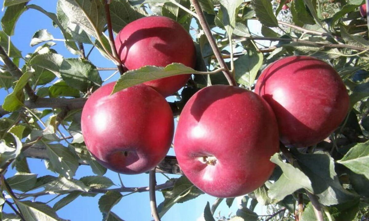    Фото t.me/adm_gelen