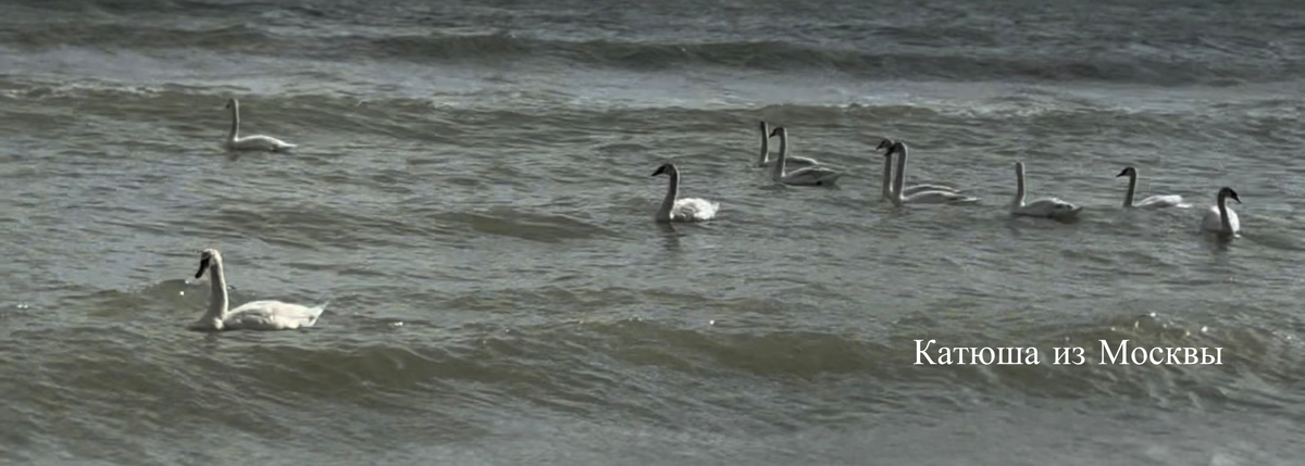Фото сделано автором канала на дзен Катюша из Москвы