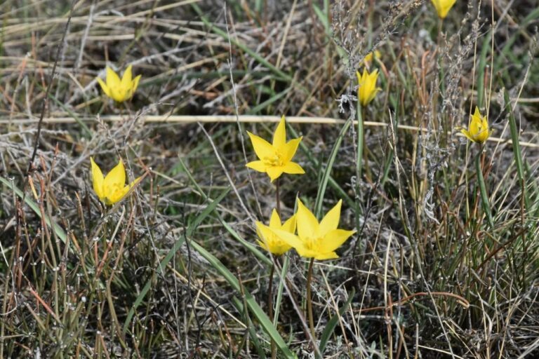    За сорванный краснокнижный первоцвет оренбуржцев могут оштрафовать на миллион рублей Андрей Севостьянов