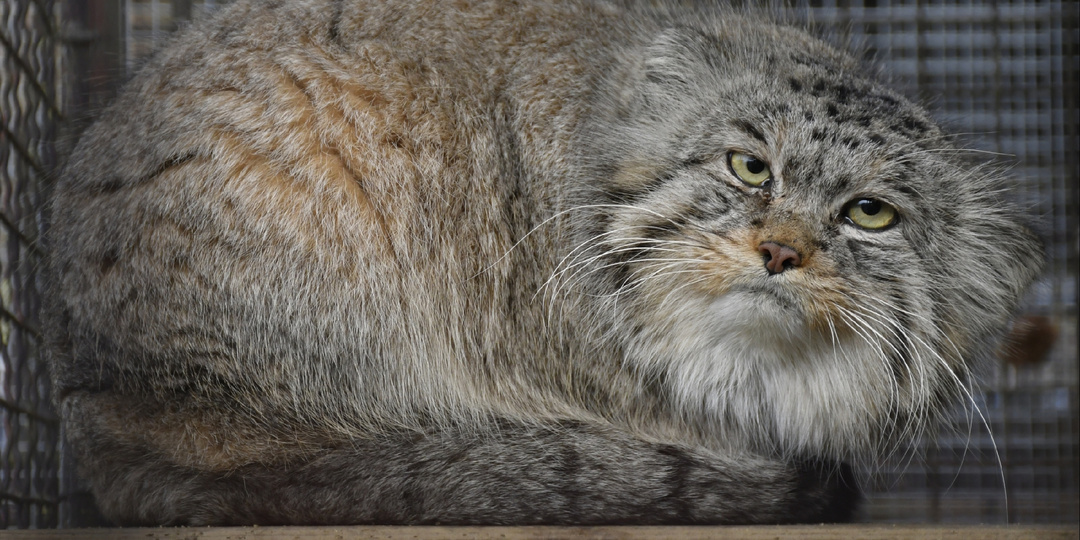 🔥Таинственные манулы Йиглавы: время увидеть всех!!! 😻