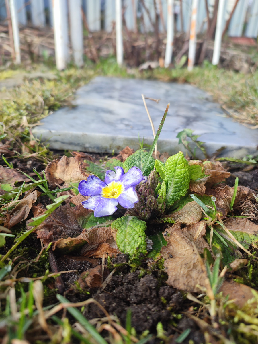 Первая примула в этом году раскрыла свои лепестки 