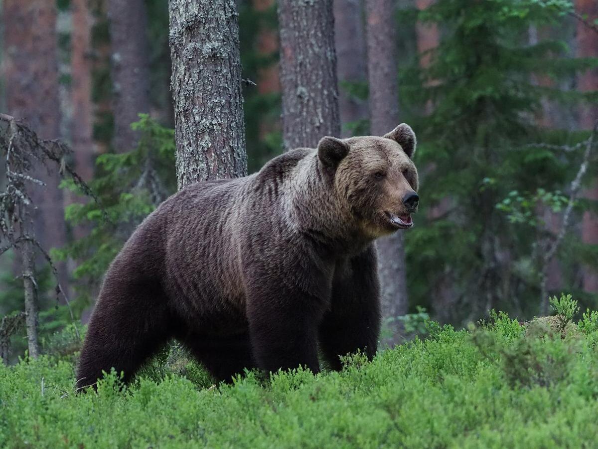 (древний символ Руси и России)