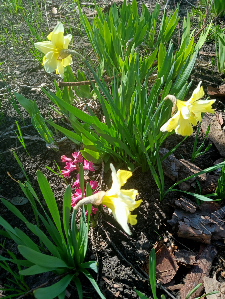 Наша клумба