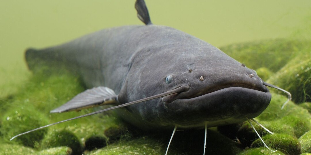 Сом весной: особенности поведения и тактика ловли!!!