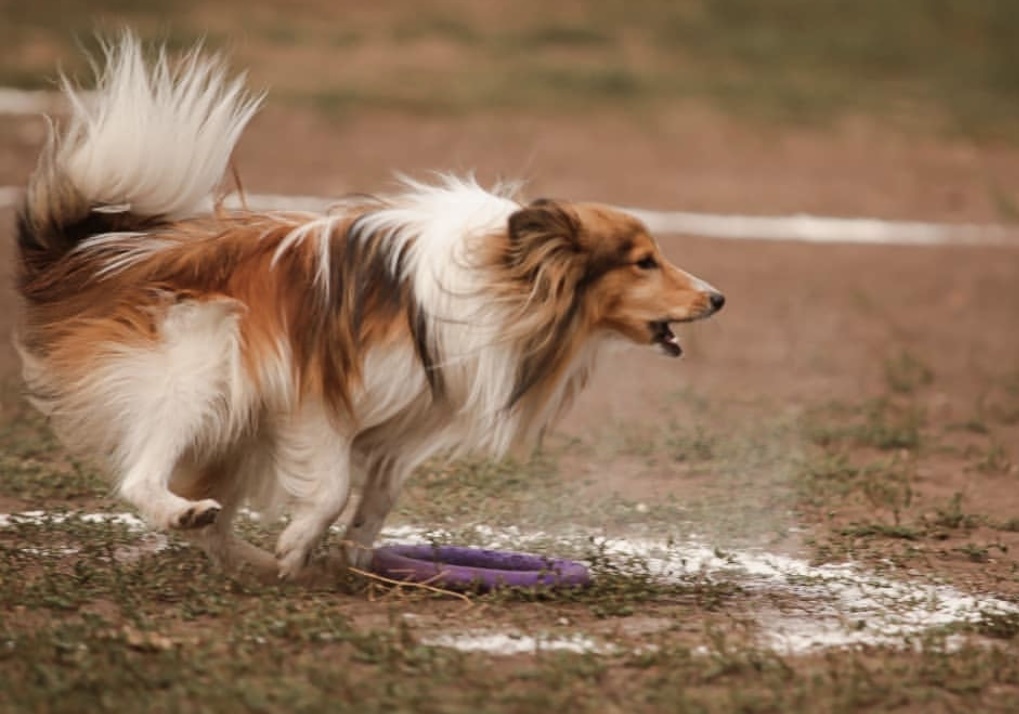 Кидай игрушку точно в цель!