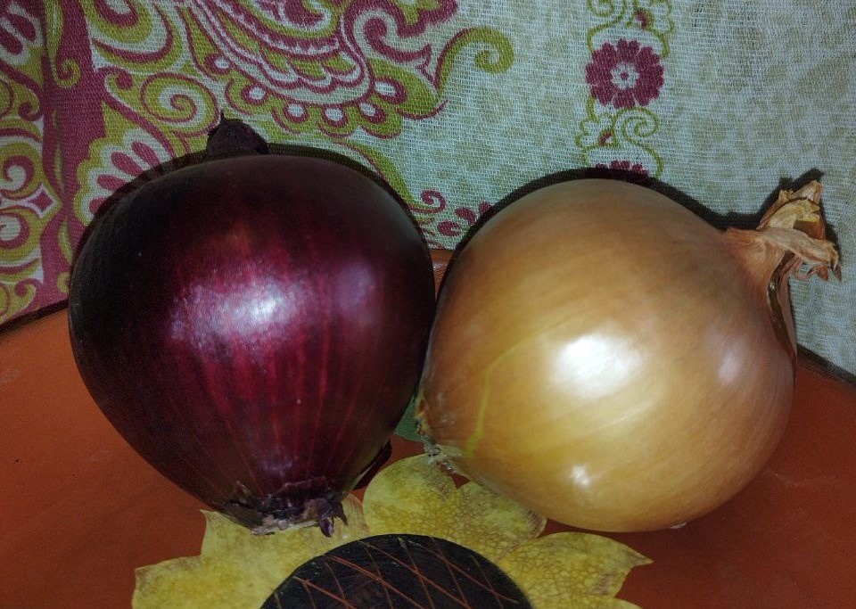 Лук репчатый. Фото автора