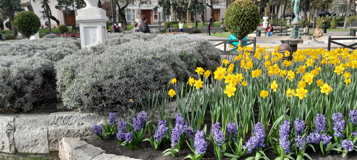 фото  автора  парк  Цветник