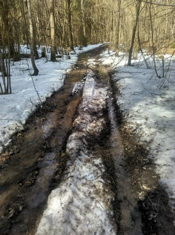 Дорога в лесу.