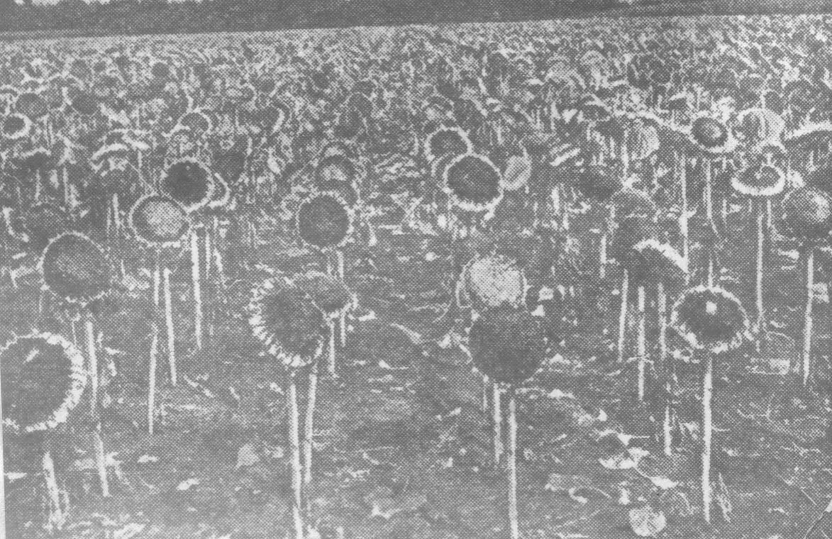 Подсушивание семян подсолнечника в корзинках, нанизанных на стебли.