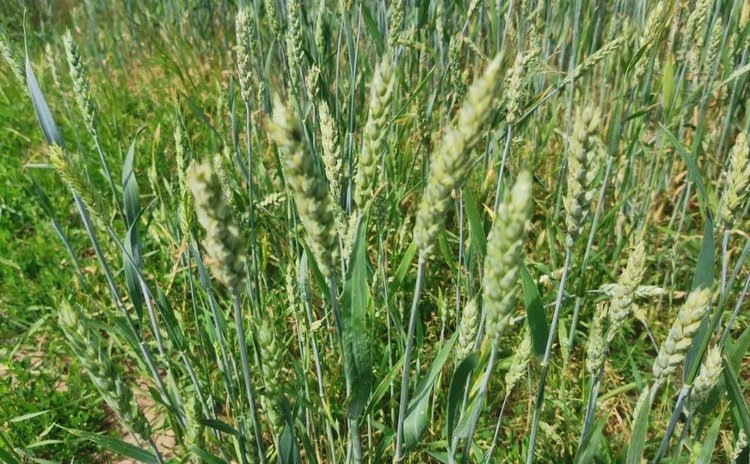    Техническое руководство по защите пшеницы на стадии колошения агродронами разработали в Китае