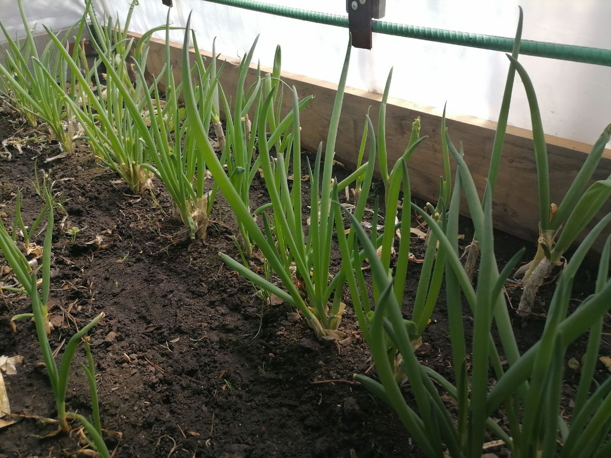 Батун в теплице оказался, здесь ее раньше не было, и уже собираем пучками, едим, не экономим, фото автора, Сибирь, Кемерово, 16 апреля